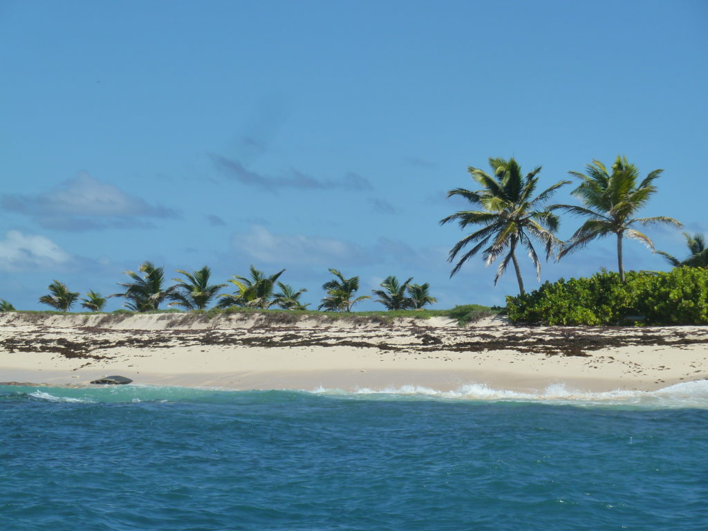 Captain Roro bateau journée iguane martinique ilet loup garou (7